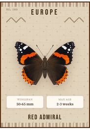 Admiral (Vanessa atalanta)