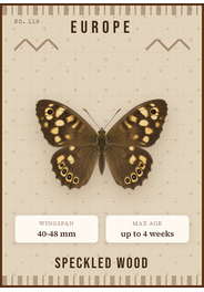 Waldbrettspiel (Pararge aegeria)
