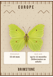 Zitronenfalter (Gonepteryx rhamni)