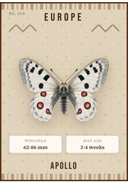 Apollo (Parnassius apollo)
