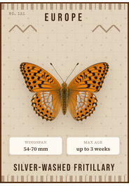 Kaisermantel (Argynnis paphia)