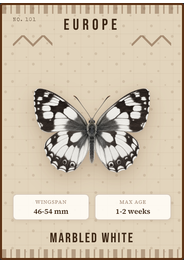 Schachbrettfalter (Melanargia galathea)