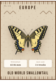 Schwalbenschwanz (Papilio machaon)
