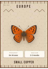 Kleiner Feuerfalter (Lycaena phlaeas)