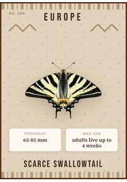 Segelfalter (Iphiclides podalirius)