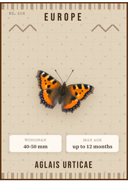 Kleine Fuchs (Aglais urticae)